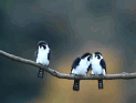 鸟:我不是人,但你俩也不是什么好鸟